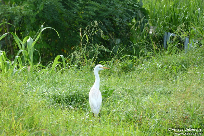 Western Cattle Egret