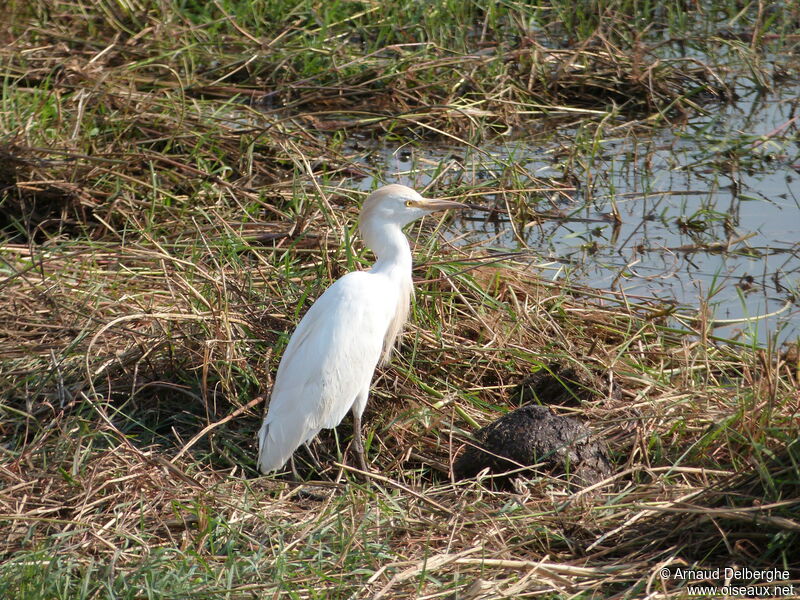 Western Cattle Egret