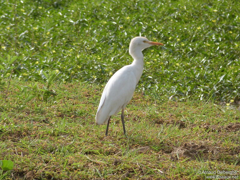 Western Cattle Egret