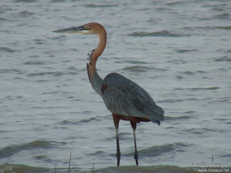 Goliath Heron