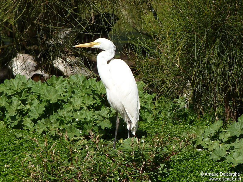 Medium Egret