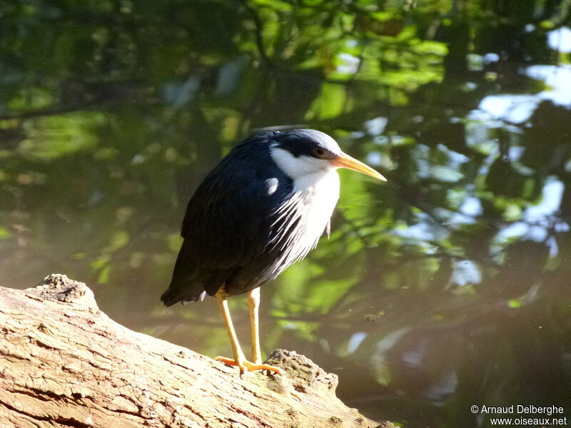 Pied Heron