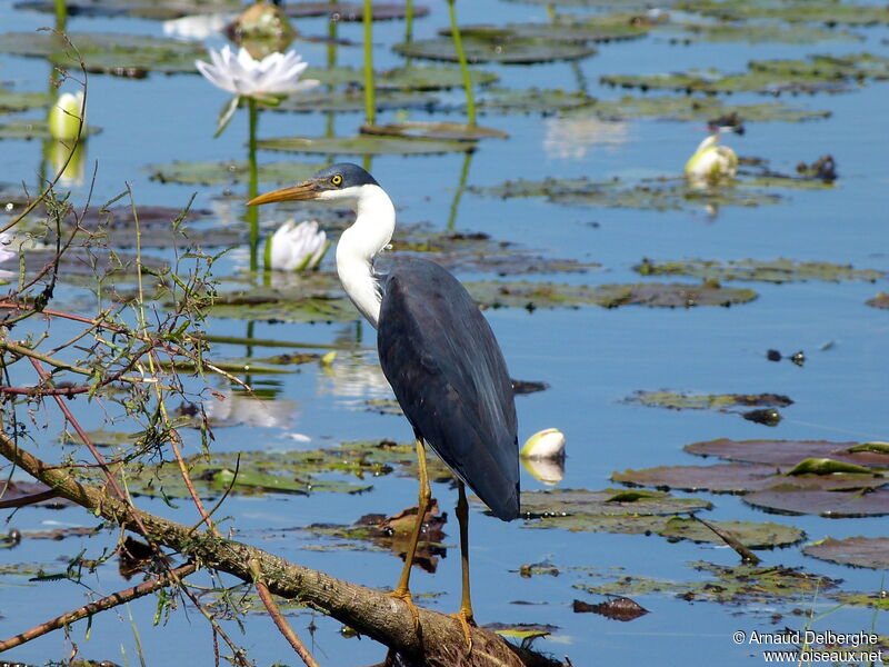 Pied Heron