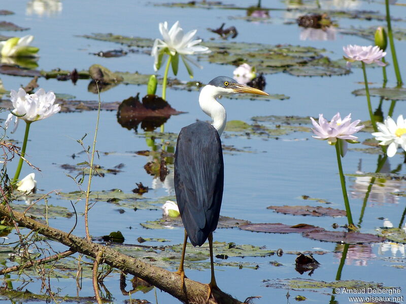 Pied Heron