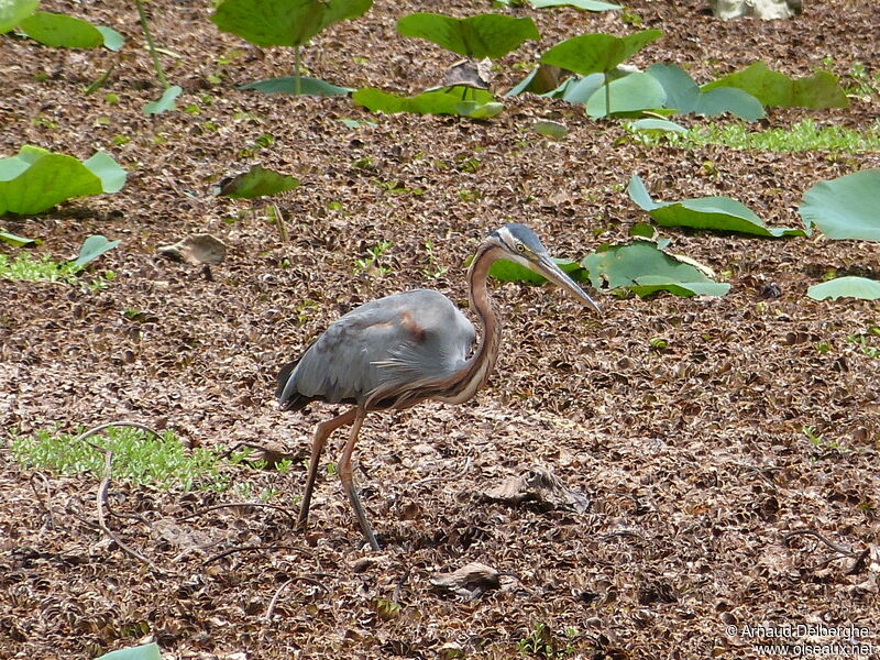 Purple Heron