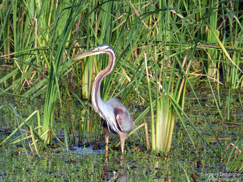 Purple Heron