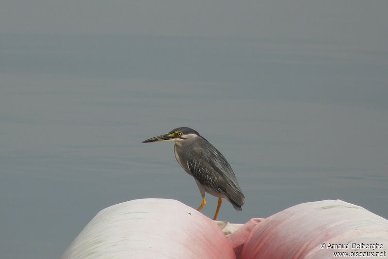 Striated Heron