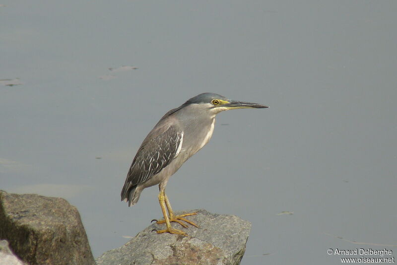 Striated Heron