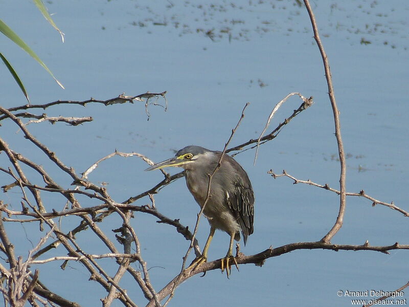 Striated Heron