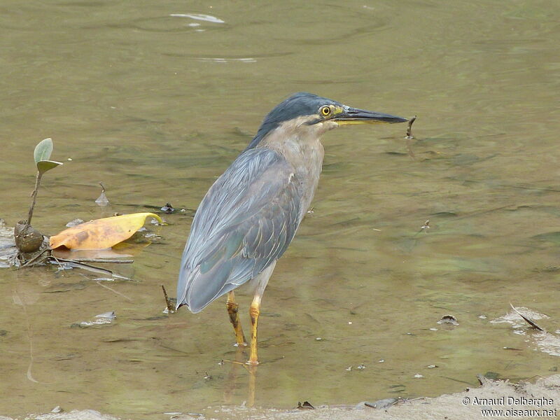 Striated Heron