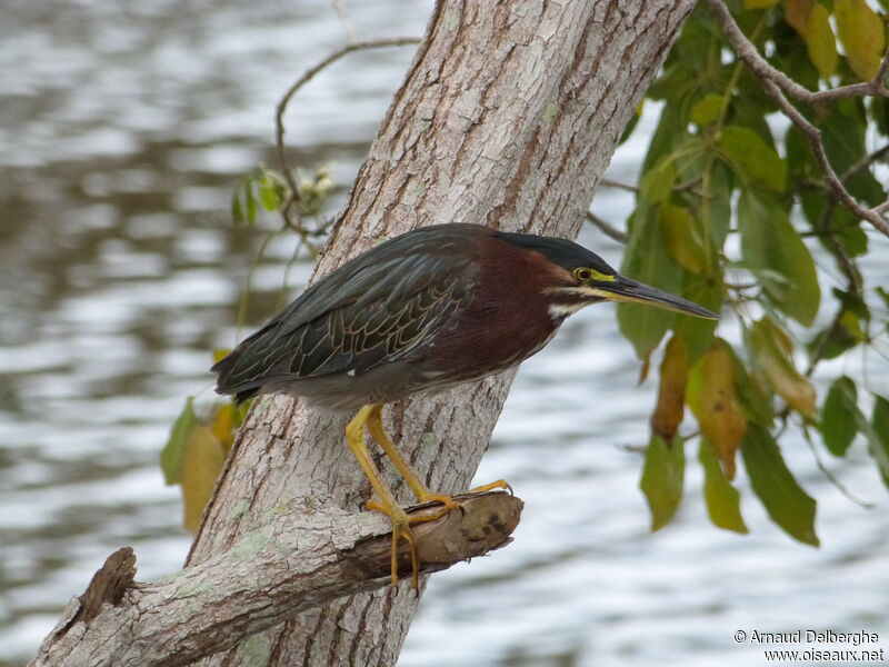 Green Heron