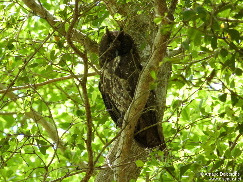 Hibou maître-bois