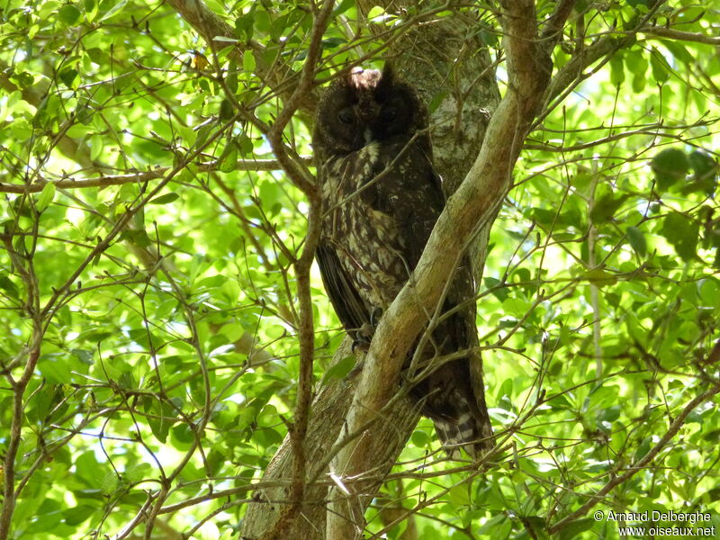 Hibou maître-bois