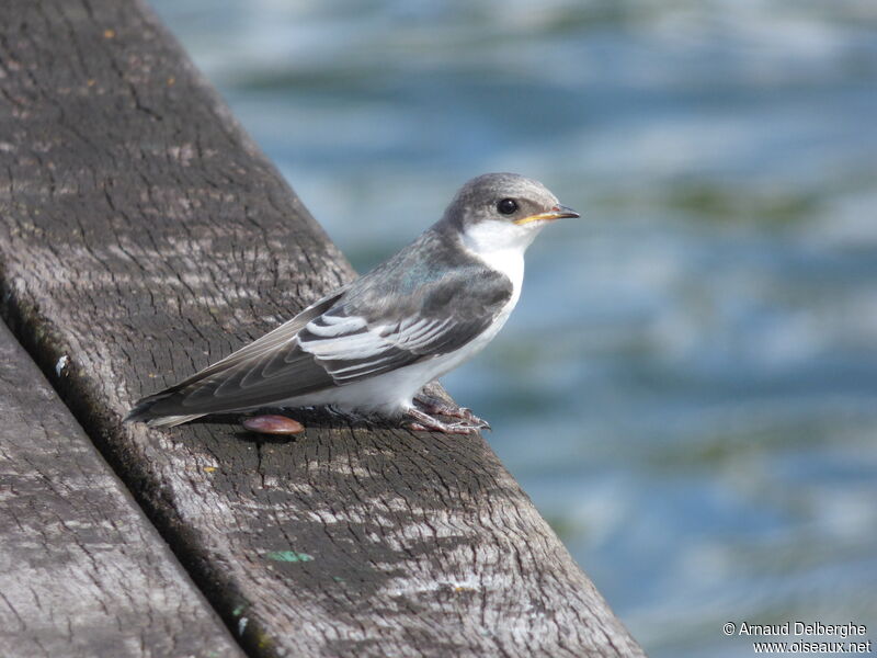 White-winged Swallow