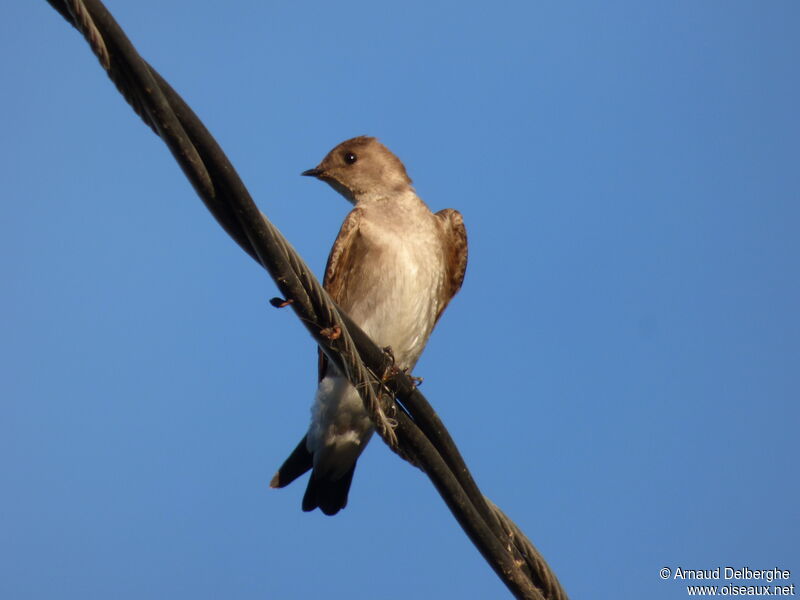 Northern Rough-winged Swallow