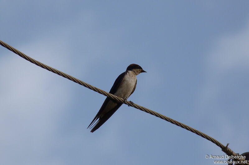 Wire-tailed Swallow