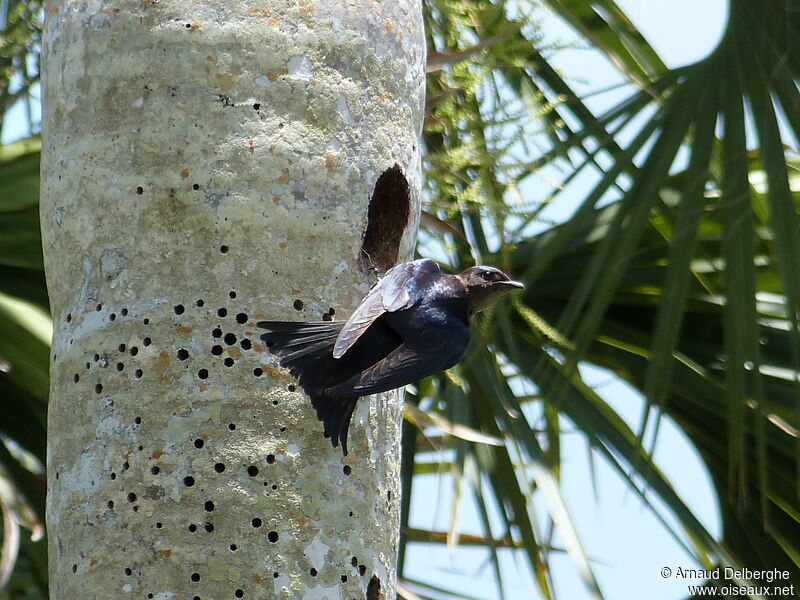 Hirondelle de Cuba