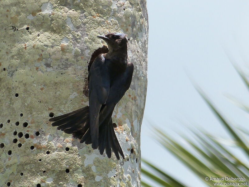 Cuban Martin