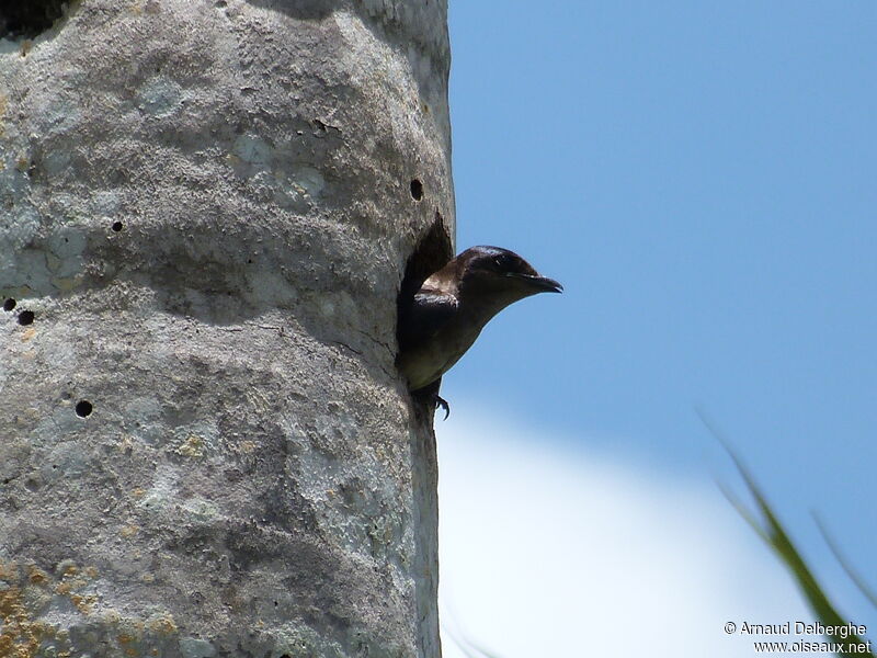 Cuban Martin