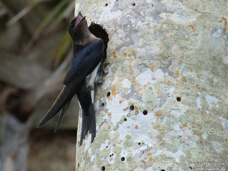 Cuban Martin