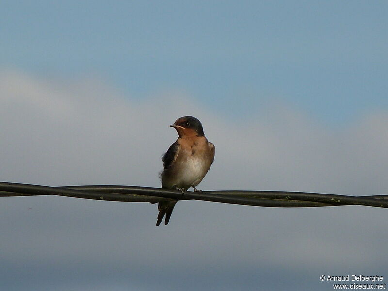 Welcome Swallow