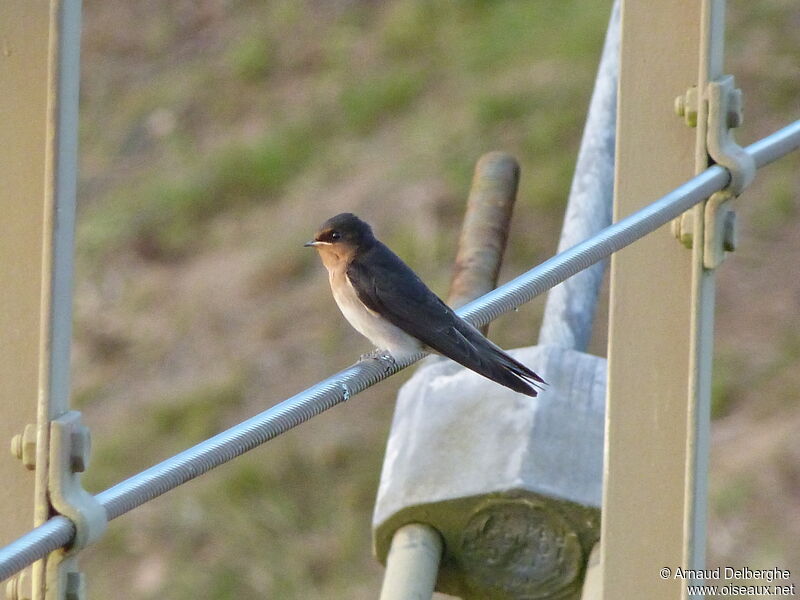 Welcome Swallow