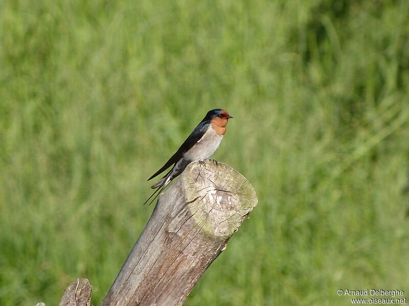 Welcome Swallow