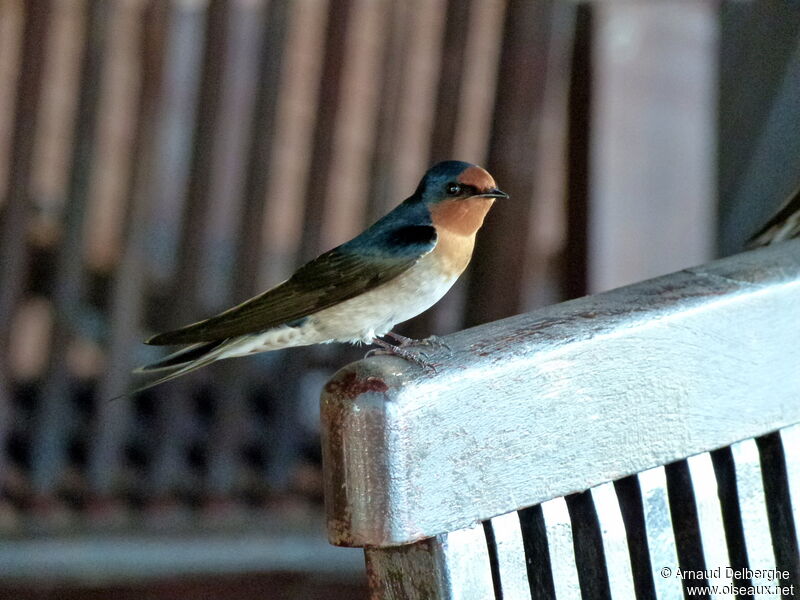 Welcome Swallow