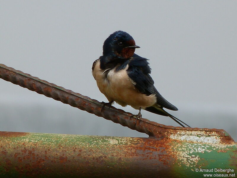 Barn Swallow