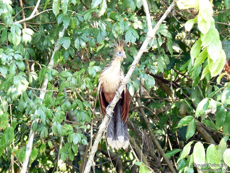 Hoatzin