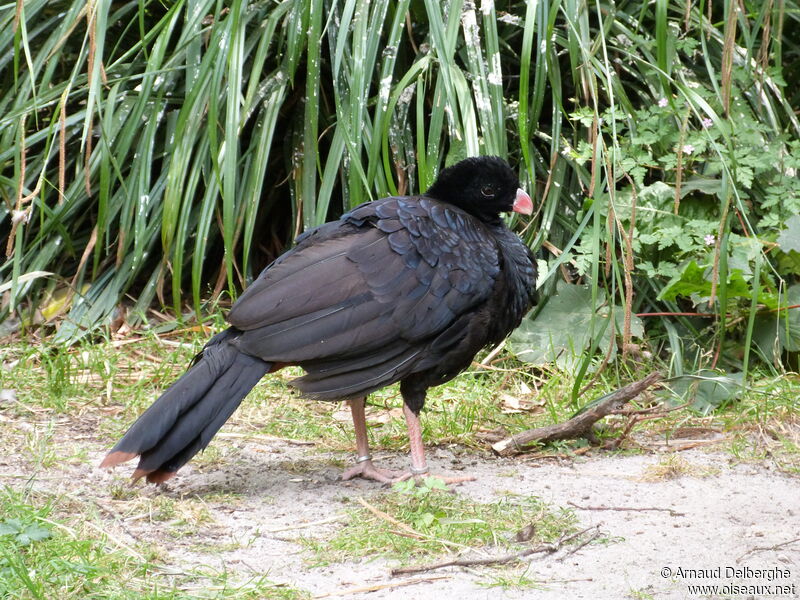 Crestless Curassow