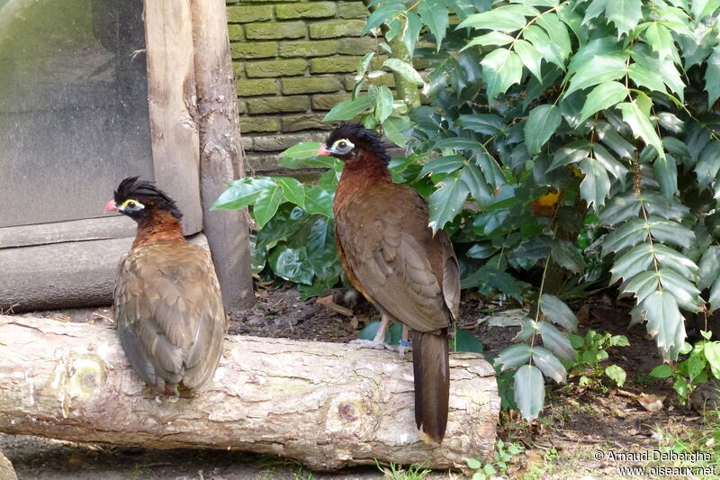 Nocturnal Curassow