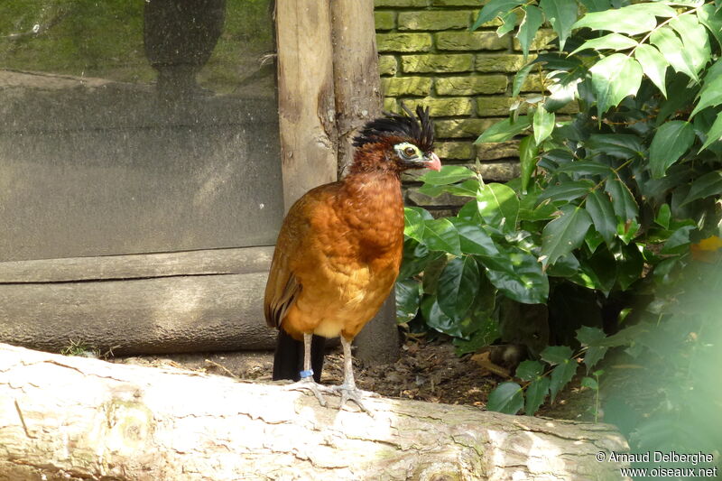 Nocturnal Curassow