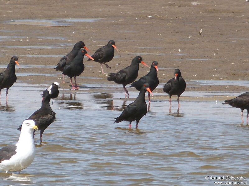 African Oystercatcher