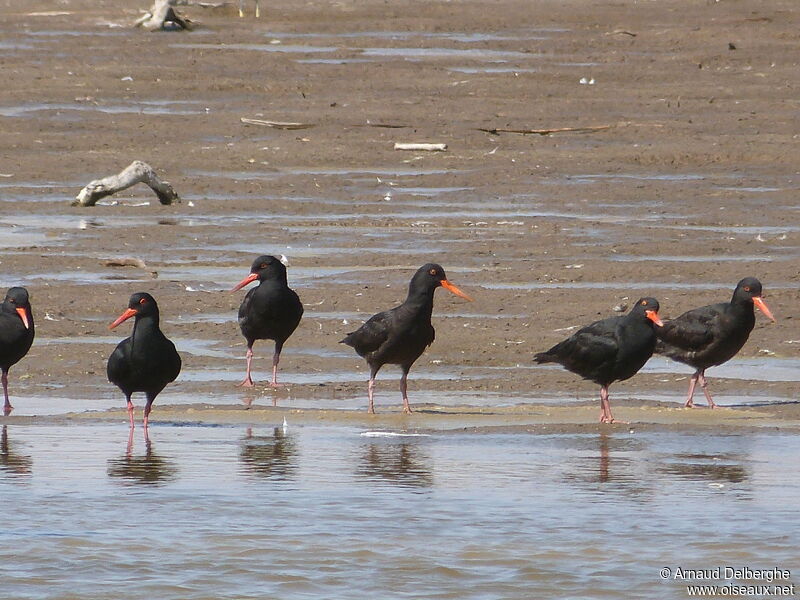 African Oystercatcher