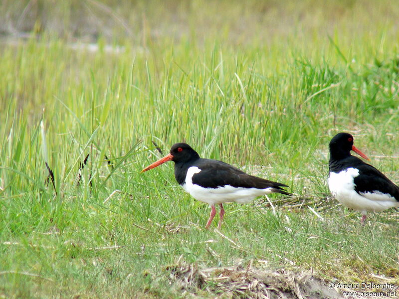 Eurasian Oystercatcher