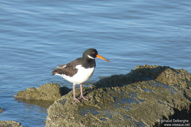 Eurasian Oystercatcher