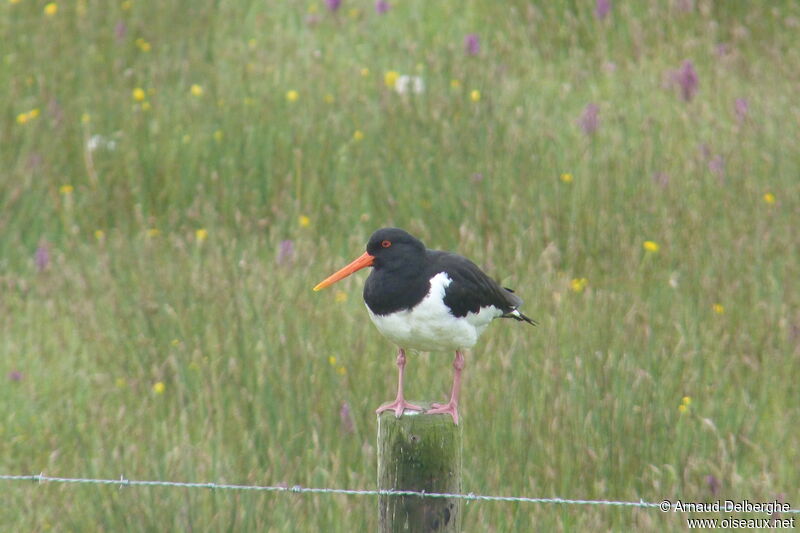 Eurasian Oystercatcher