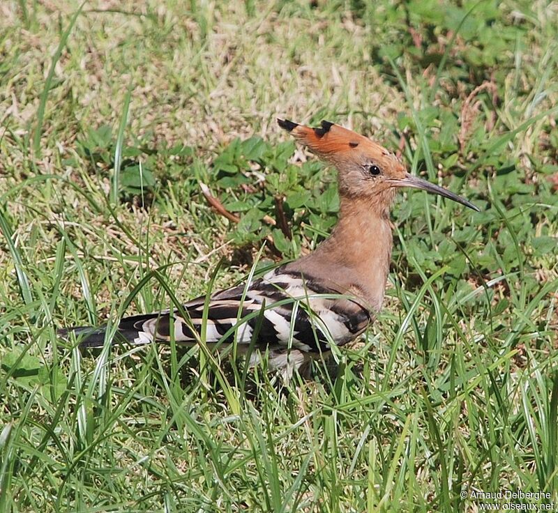 Eurasian Hoopoe