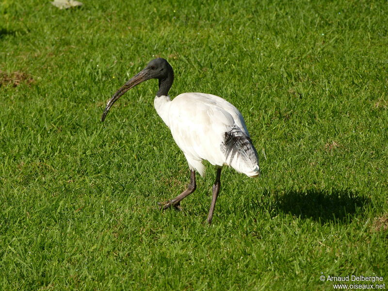 Australian White Ibis