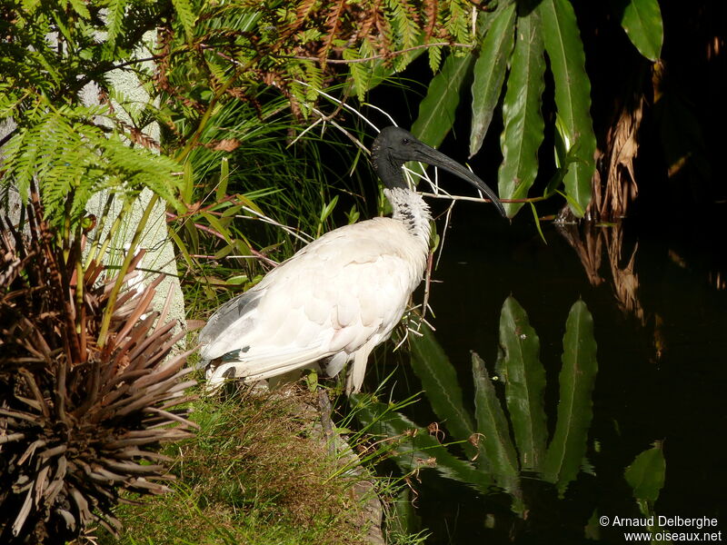 Australian White Ibis