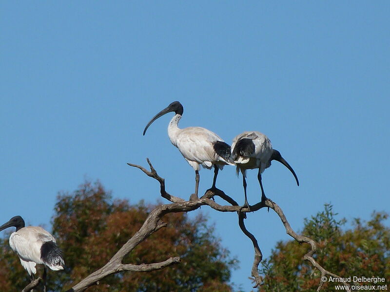 Ibis à cou noir