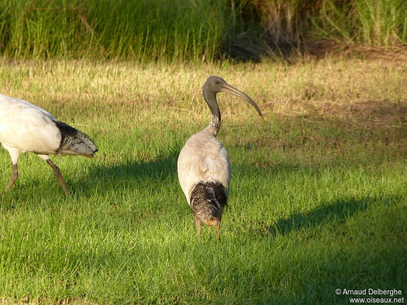 Ibis à cou noir