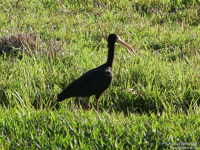 Ibis à face nue