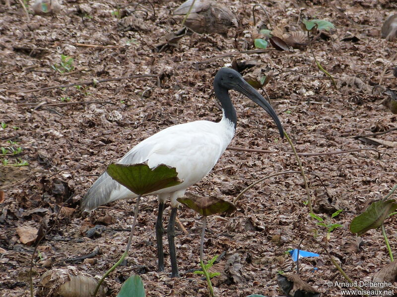 Ibis à tête noire