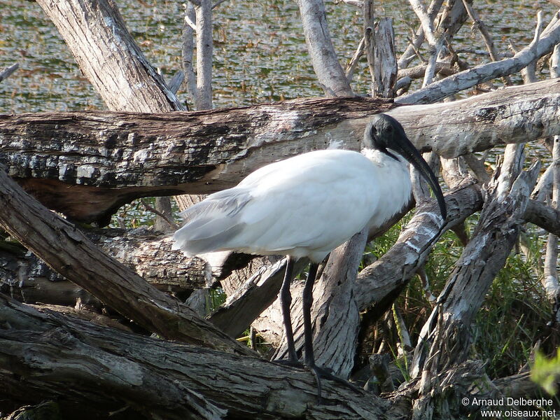 Ibis à tête noire