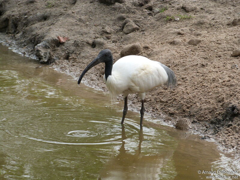 Ibis à tête noire