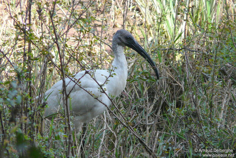 Ibis à tête noire