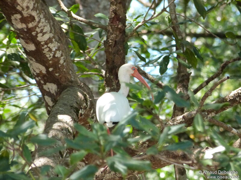 American White Ibis