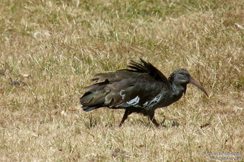 Ibis caronculé